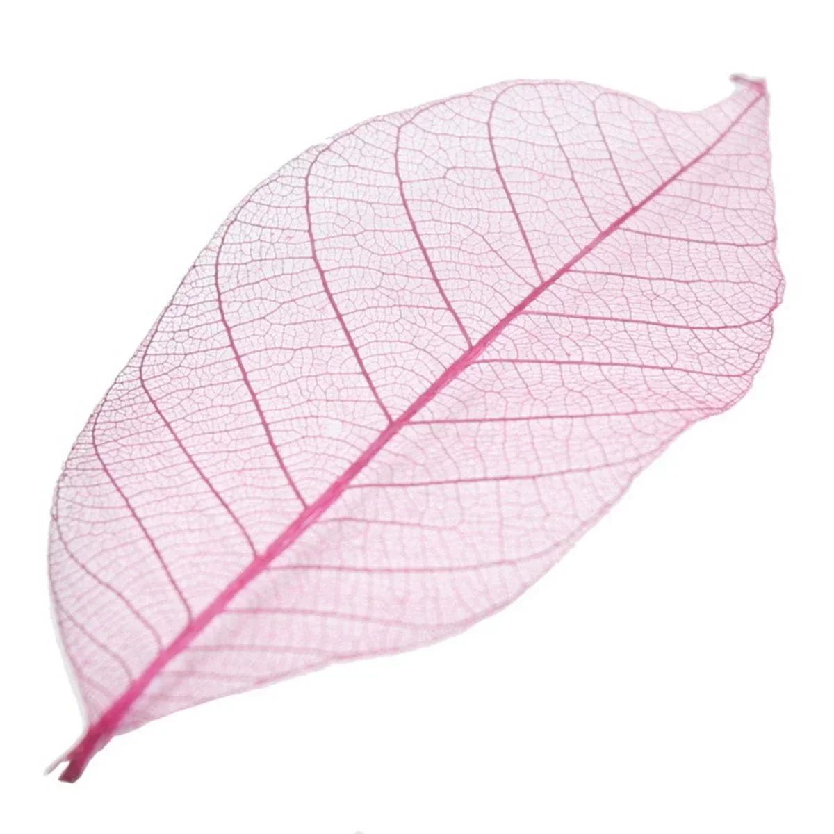 Dried Veins Leaf LF3X25 - Image 3