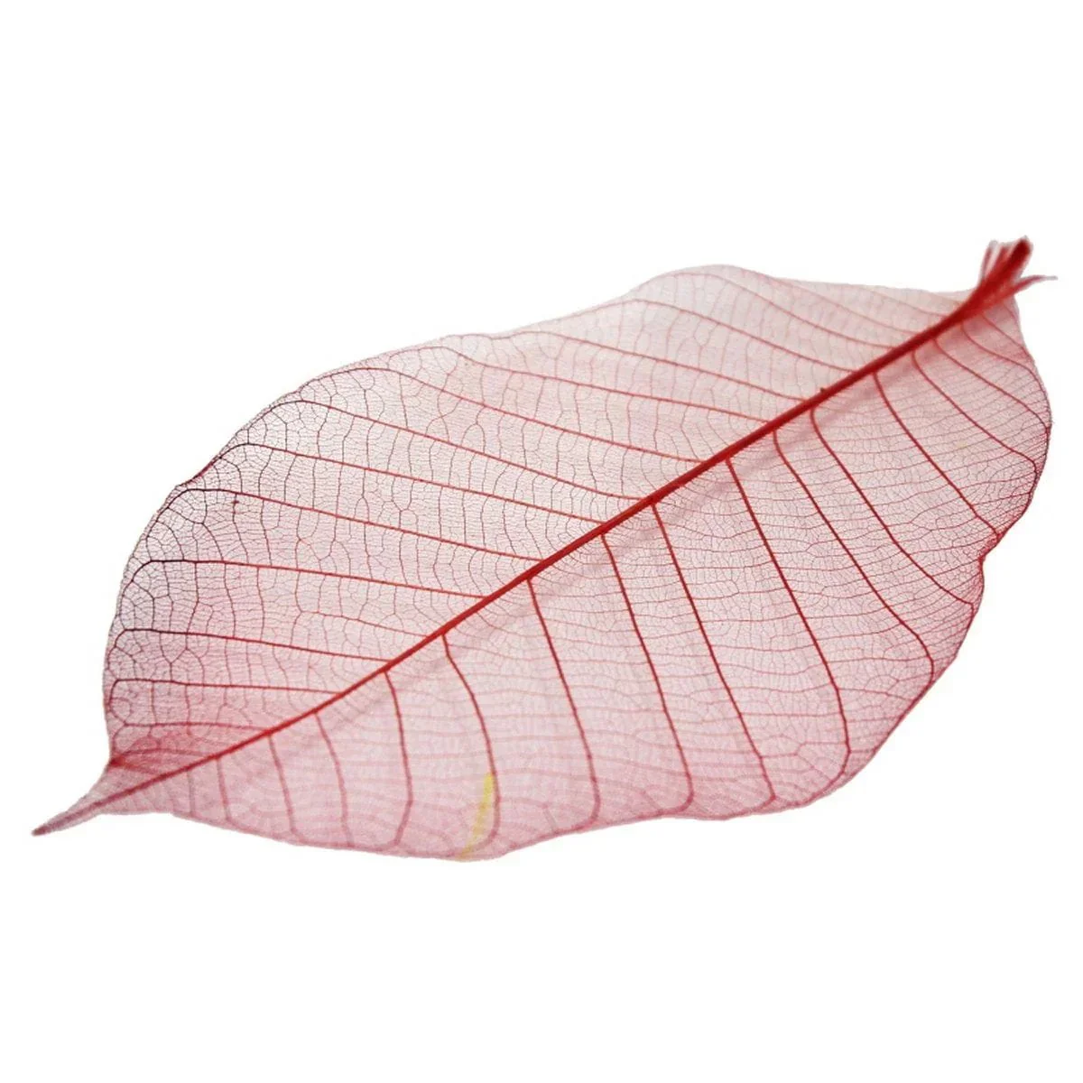 Dried Veins Leaf LF5X25 - Image 3