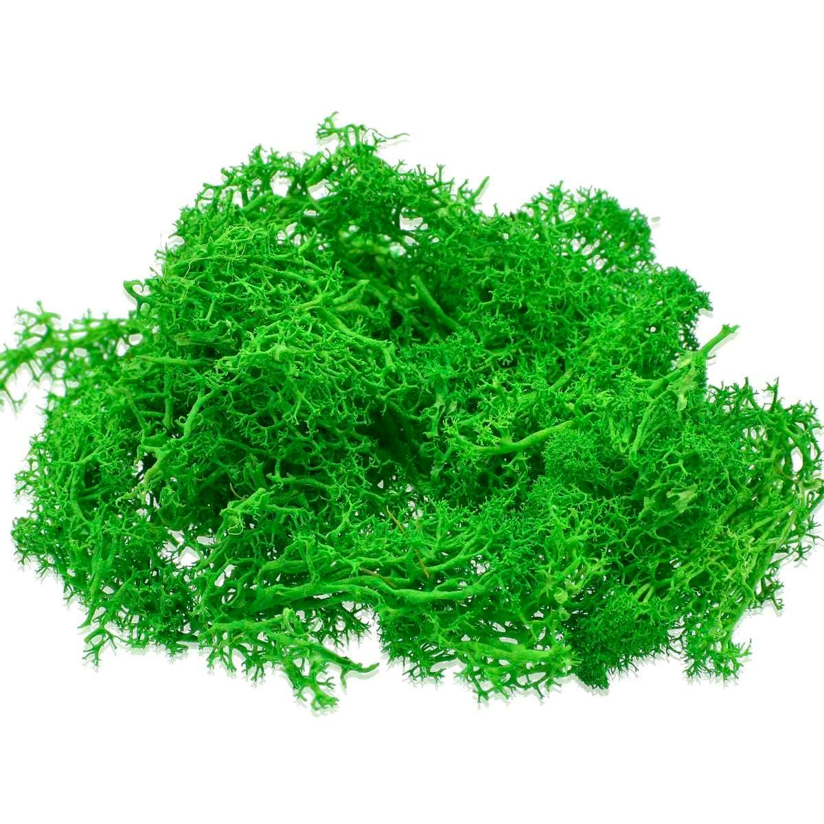 Jags Reindeer Moss 20 Grams Dark Greeen JIM200 - Image 2