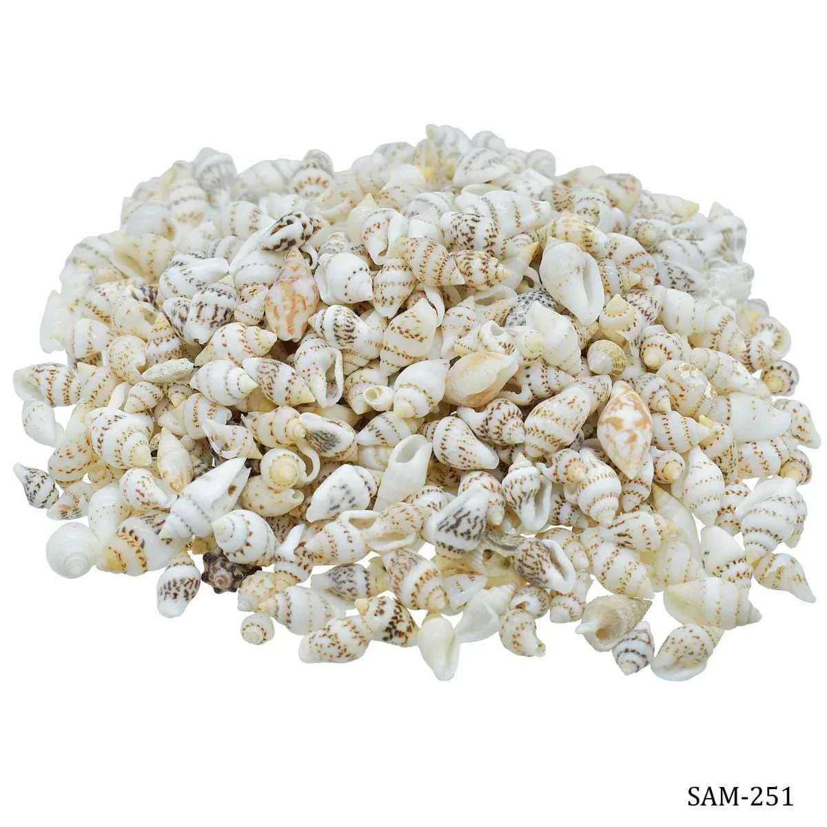 Shells Sangv Mani 100gm