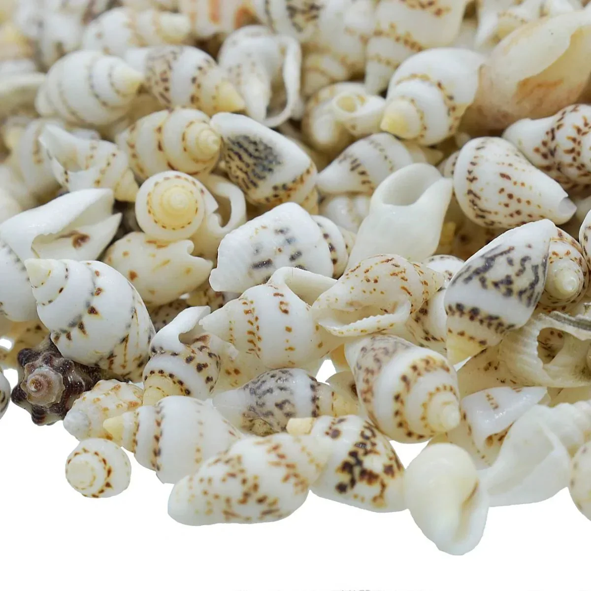 Shells Sangv Mani 100gm - Image 2