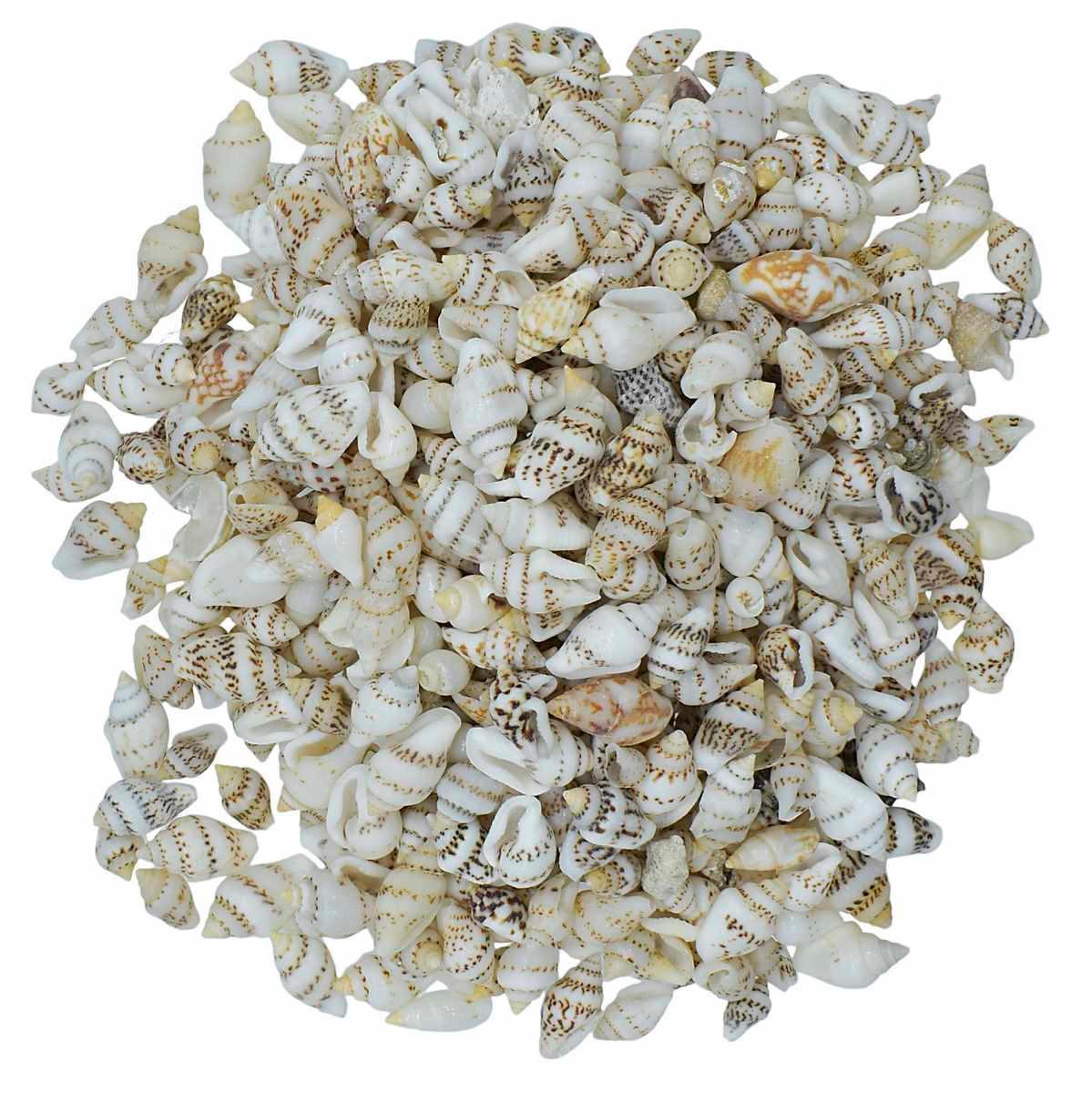 Shells Sangv Mani 100gm - Image 3